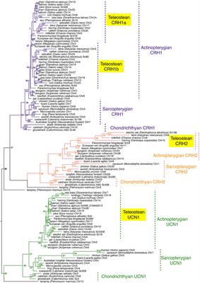 New Insights Into the Evolution of Corticotropin-Releasing Hormone Family With a Special Focus on Teleosts